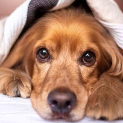 Fényes csillag - Írók és Olvasók