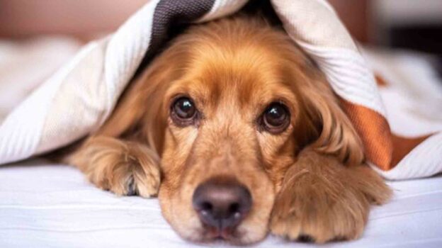 Fényes csillag - Írók és Olvasók