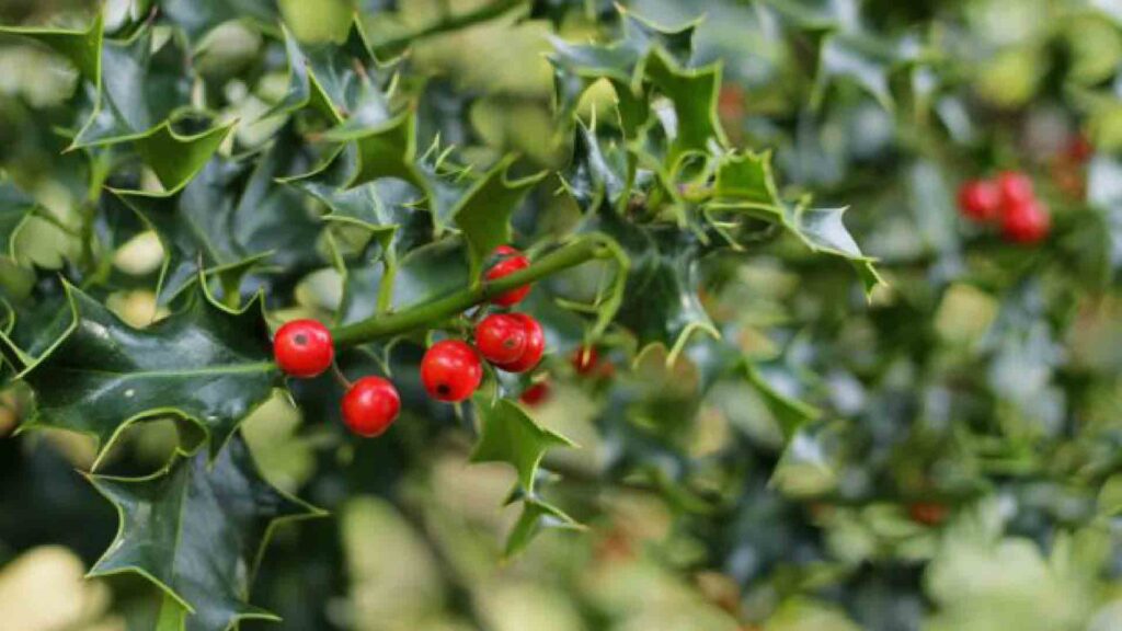 Fagyöngy - Írók és Olvasók