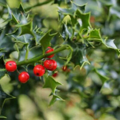 Fagyöngy - Írók és Olvasók