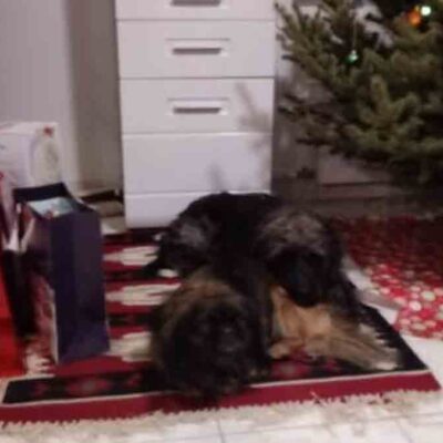 Fenyőtű - Írók és Olvasók