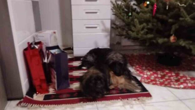 Fenyőtű - Írók és Olvasók