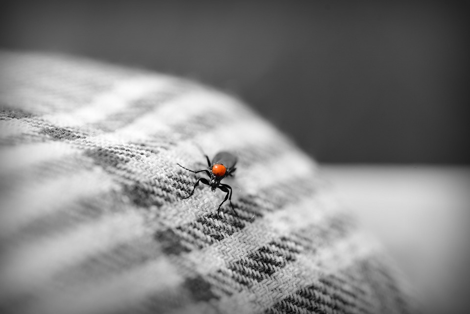 Ferencz Vicus: A rovar - Írók és Olvasók